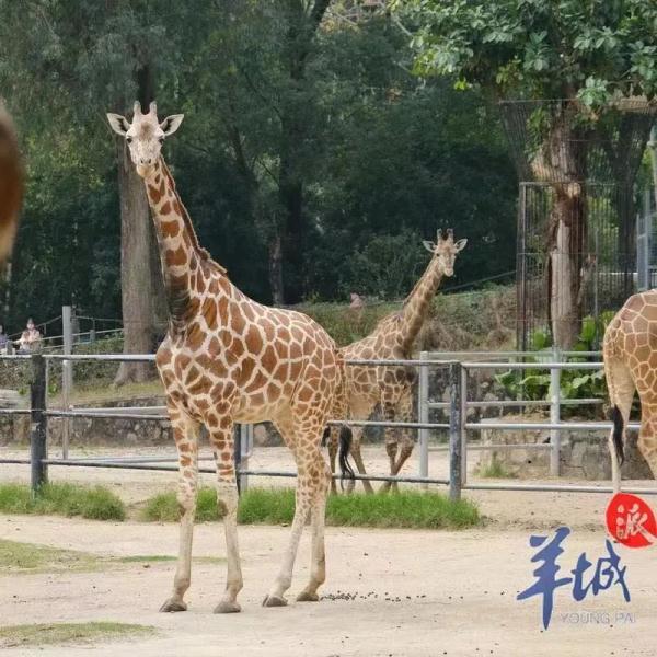 广州宝宝在线八字起名 广州宝宝在线八字起名