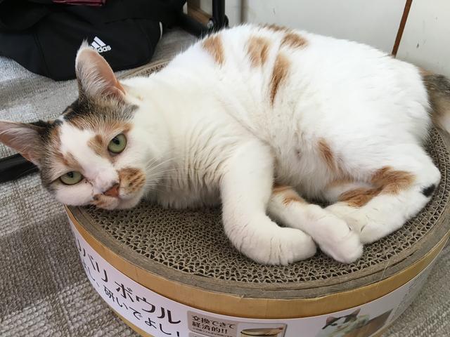 头顶有黑色八字图案的猫 头顶有黑色八字图案的猫