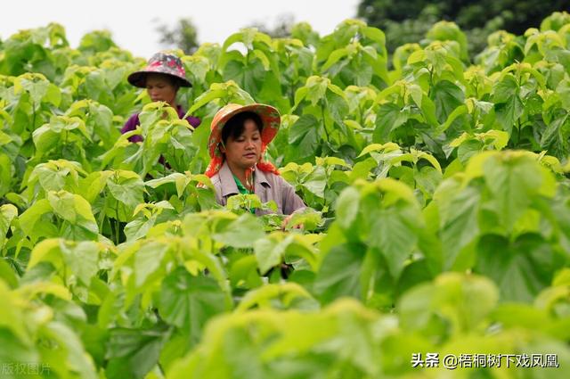 八字女人月经代表什么颜色 八字女人月经代表什么颜色