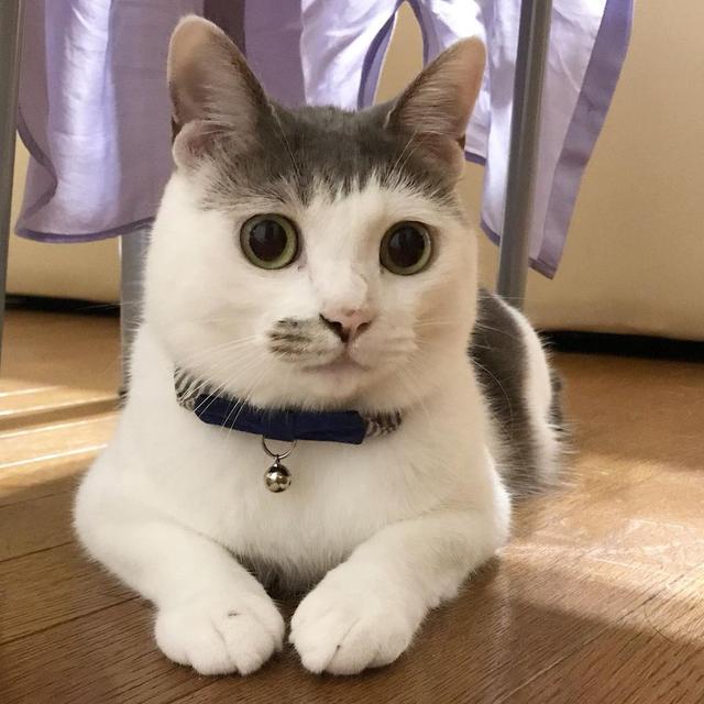 头顶有黑色八字图案的猫 头顶有黑色八字图案的猫