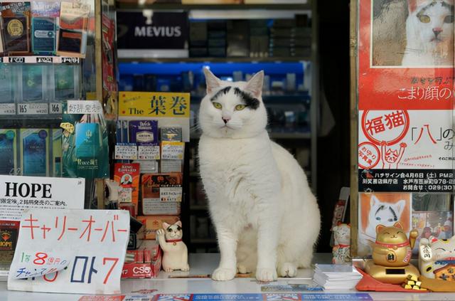 头顶有黑色八字图案的猫 头顶有黑色八字图案的猫