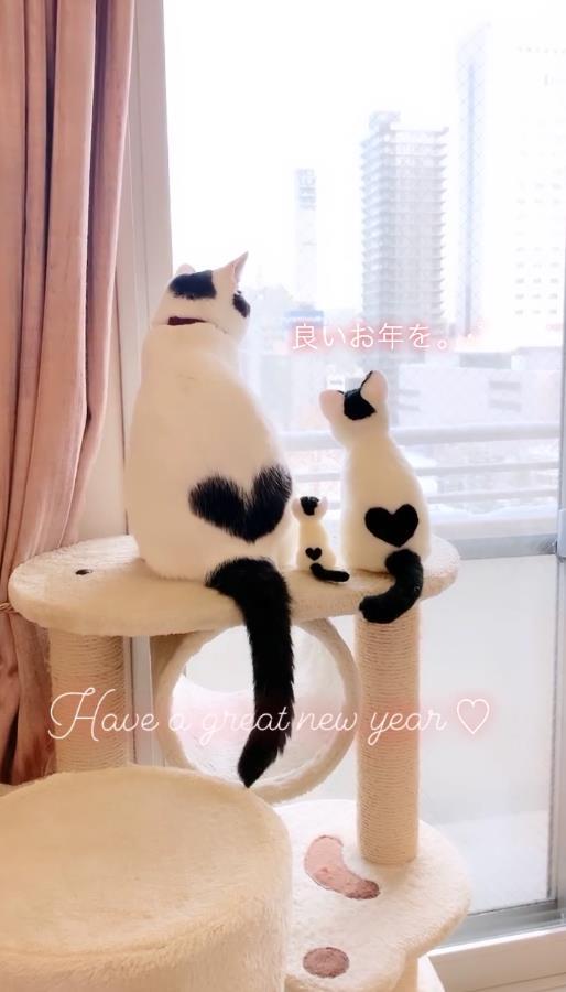 头顶有黑色八字图案的猫 头顶有黑色八字图案的猫