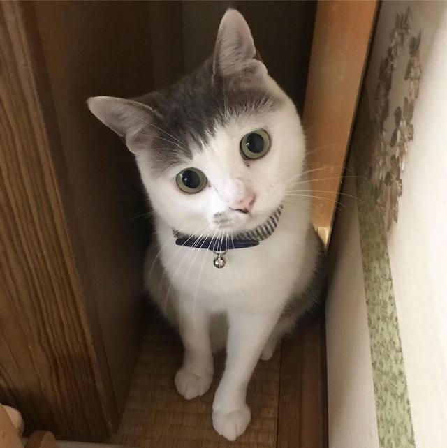 头顶有黑色八字图案的猫 头顶有黑色八字图案的猫
