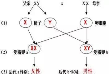 在线八字测试生男生女