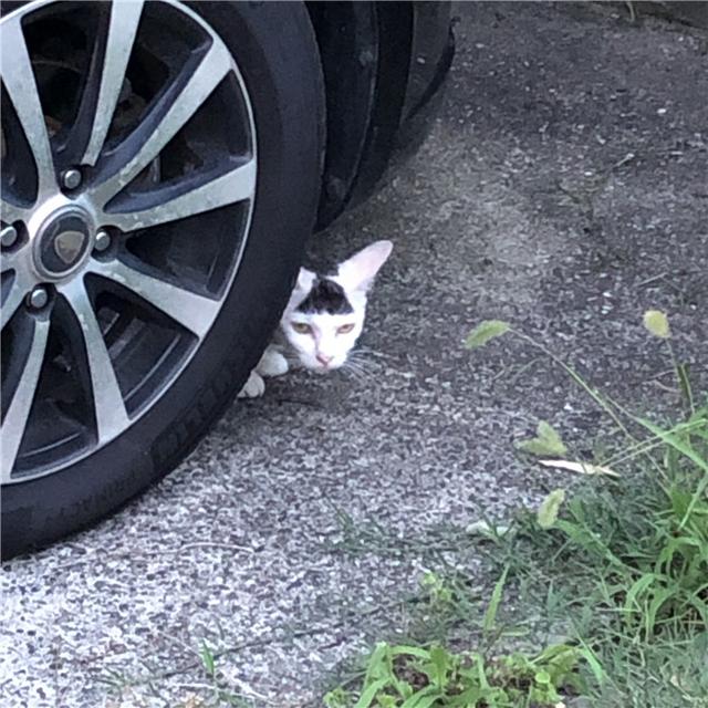 头顶有黑色八字图案的猫 头顶有黑色八字图案的猫