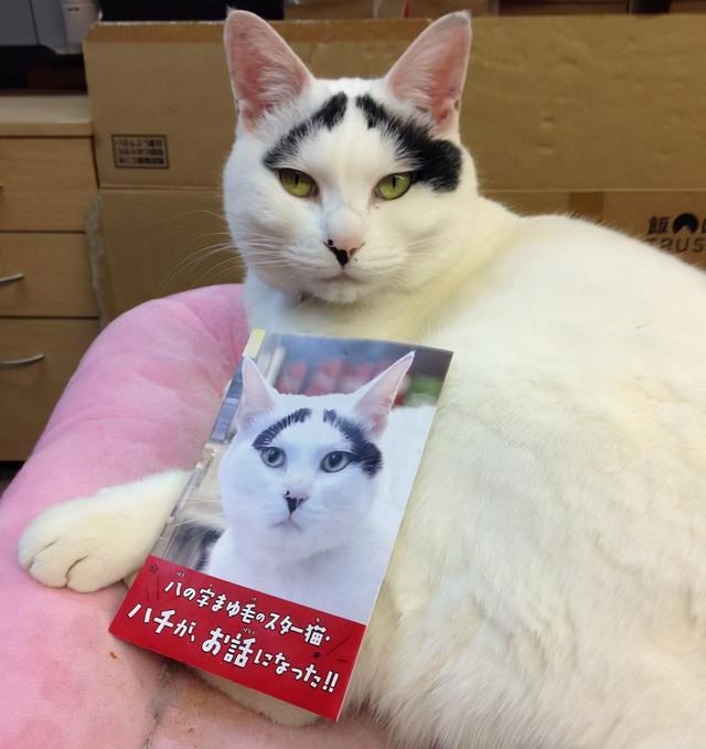 头顶有黑色八字图案的猫 头顶有黑色八字图案的猫