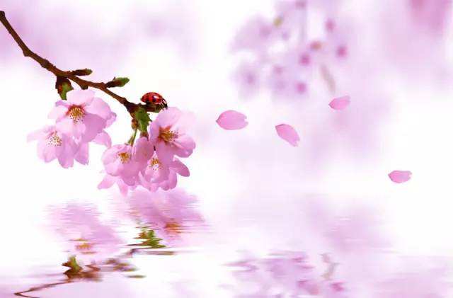 在线免费测八字看命中桃花