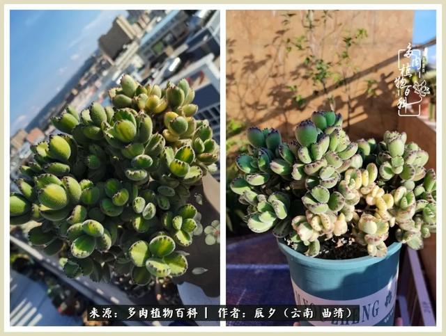 带年轮的八字词语 带年轮的八字词语