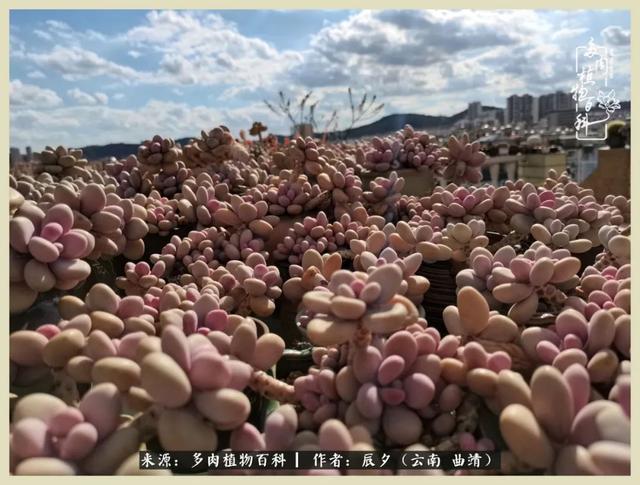 带年轮的八字词语 带年轮的八字词语