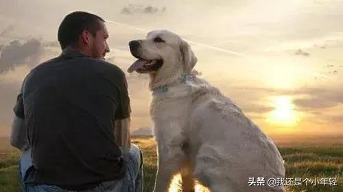 牛和狗的八字合吗 牛和狗的八字合吗