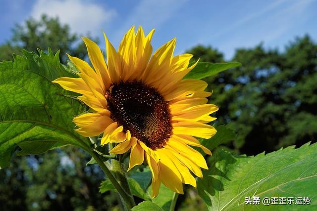 生肖猴2022年运势大全事业 生肖猴2022年运势大全事业