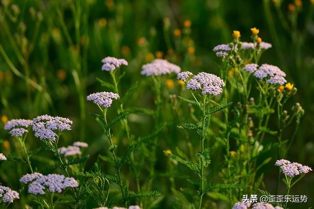 63年属兔白羊座2022年每月运势 63年属兔白羊座2022年每月运势