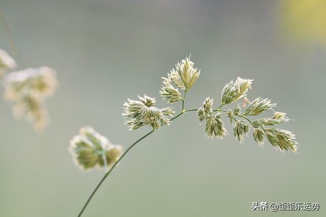 63年属兔白羊座2022年每月运势 63年属兔白羊座2022年每月运势