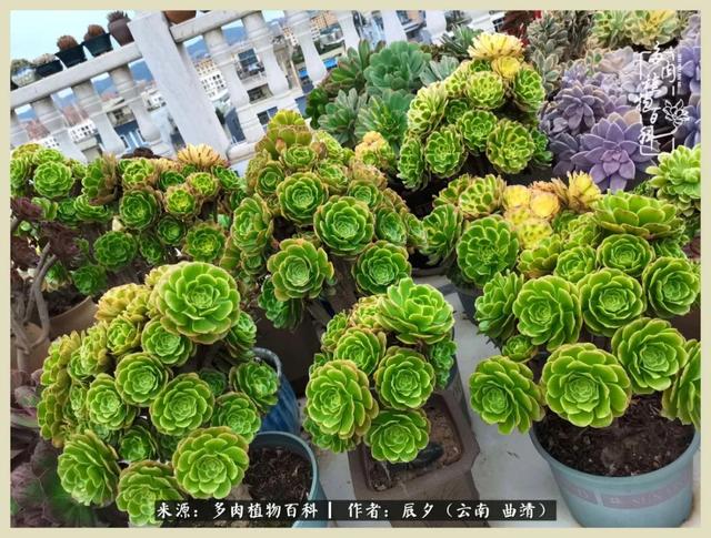 带年轮的八字词语 带年轮的八字词语