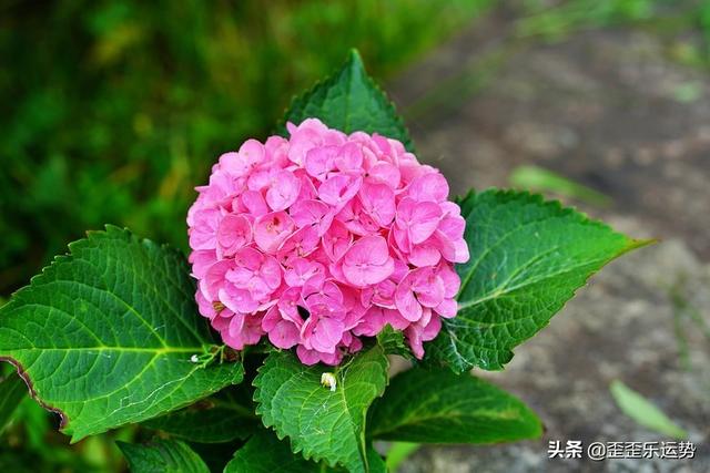 属虎白羊座2022运势3月份 属虎白羊座2022运势3月份