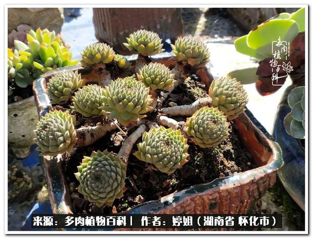 1963年6月初6的八字 1963年6月初6的八字