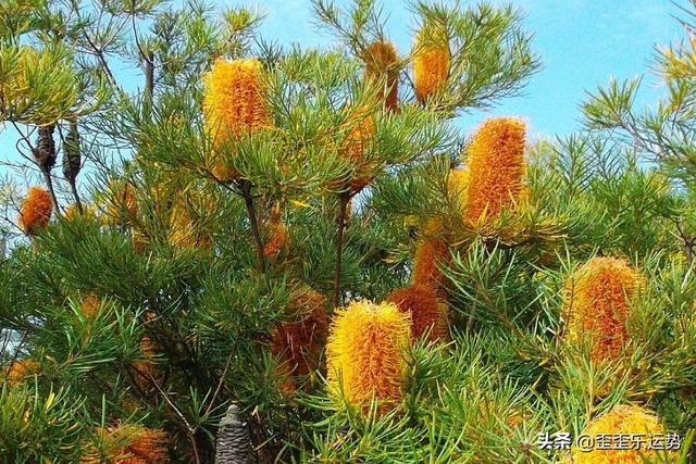 属虎白羊座2022运势3月份 属虎白羊座2022运势3月份