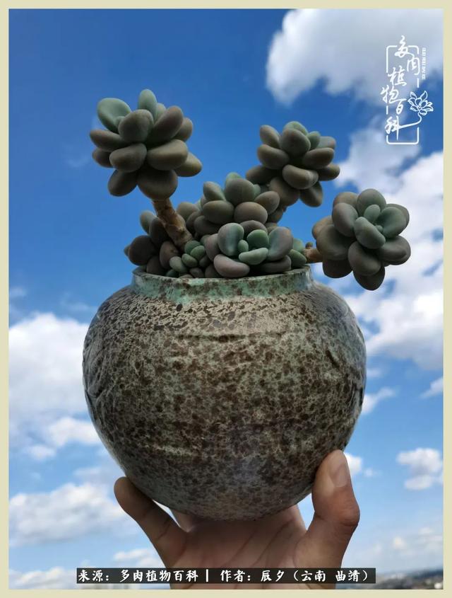 带年轮的八字词语 带年轮的八字词语