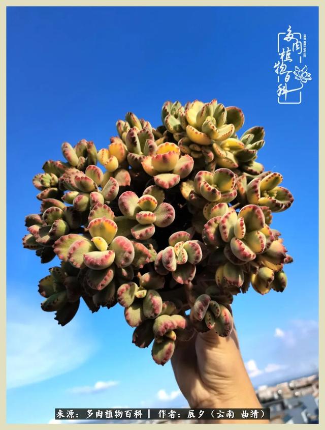 带年轮的八字词语 带年轮的八字词语