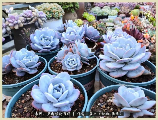 带年轮的八字词语 带年轮的八字词语