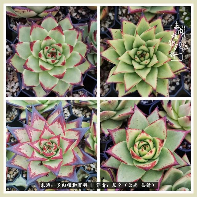 带年轮的八字词语 带年轮的八字词语