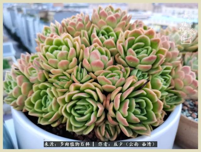 带年轮的八字词语 带年轮的八字词语
