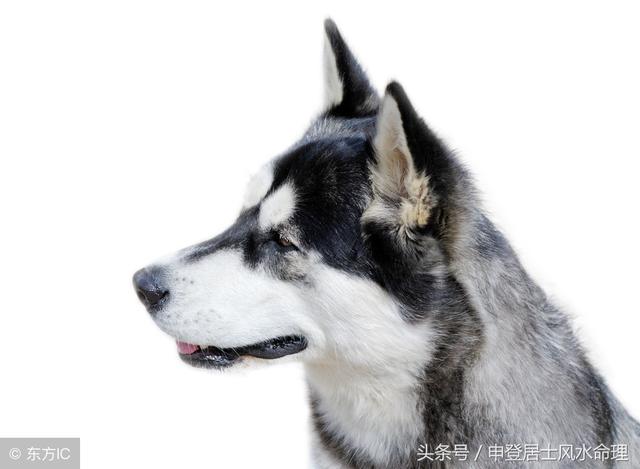 在线详测八字