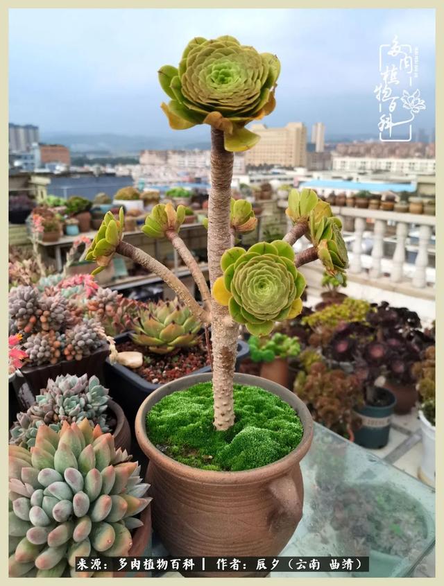 带年轮的八字词语 带年轮的八字词语