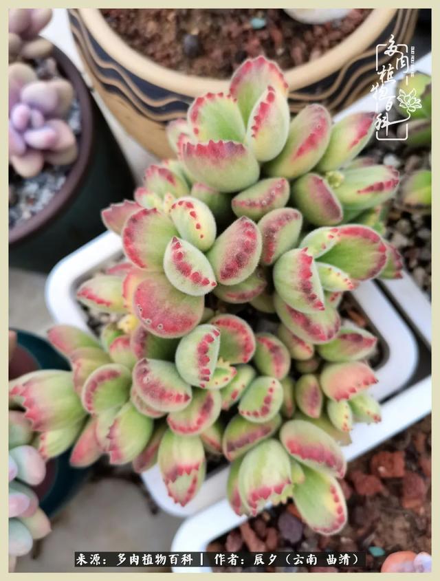 带年轮的八字词语 带年轮的八字词语