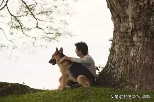 牛和狗的八字合吗 牛和狗的八字合吗