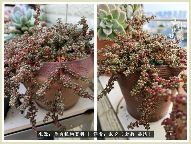 带年轮的八字词语 带年轮的八字词语