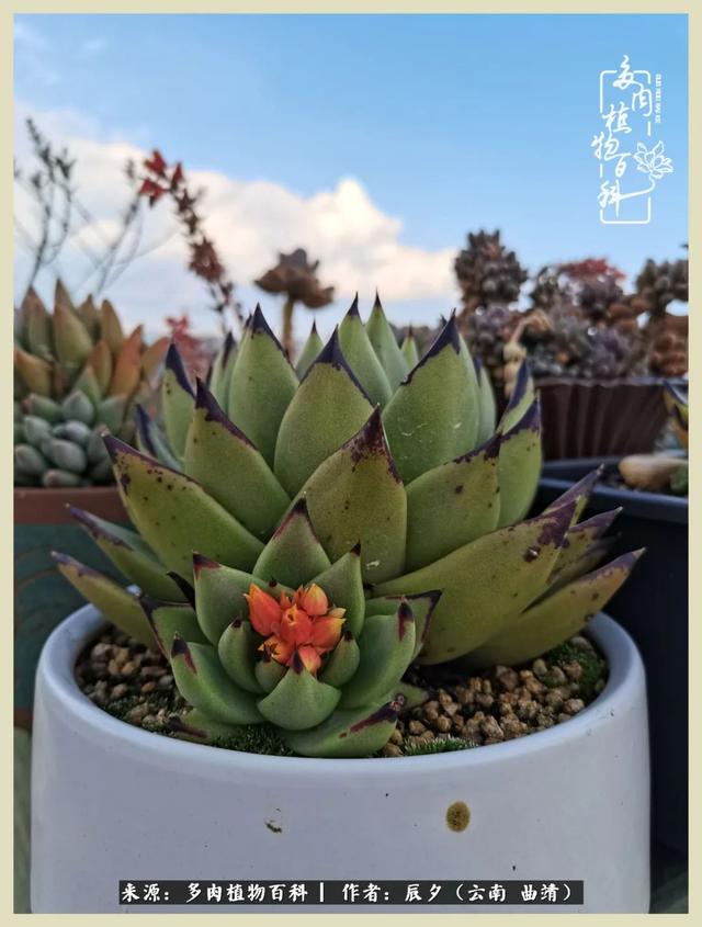 带年轮的八字词语 带年轮的八字词语