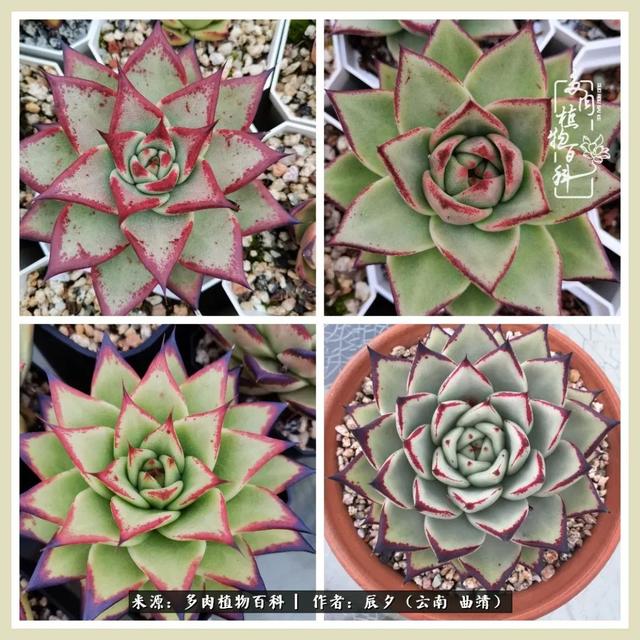 带年轮的八字词语 带年轮的八字词语