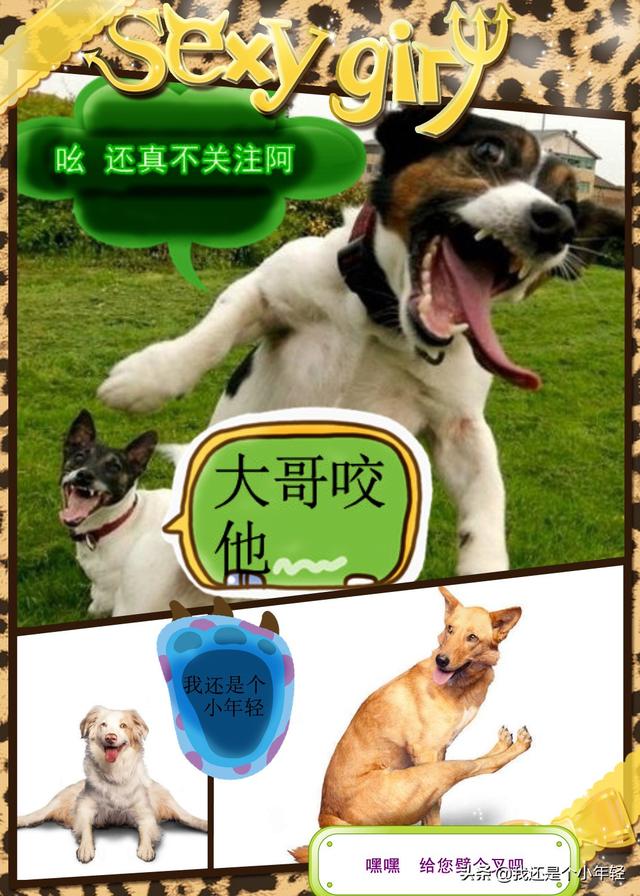 牛和狗的八字合吗 牛和狗的八字合吗