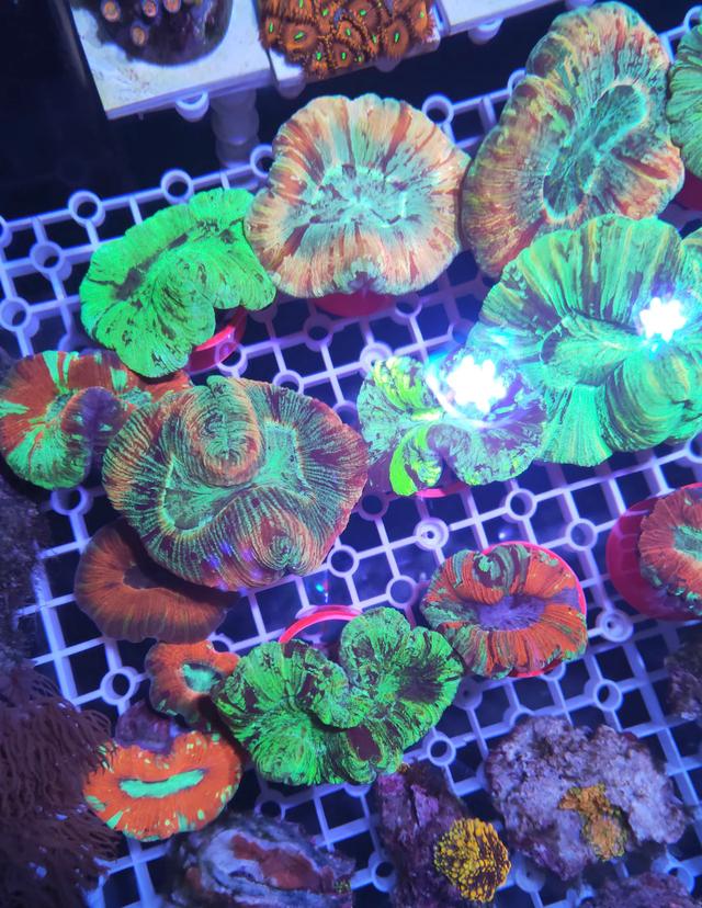 八字脑珊瑚摆位置 八字脑珊瑚摆位置