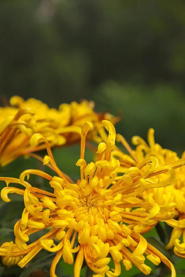 重阳节的八字分析