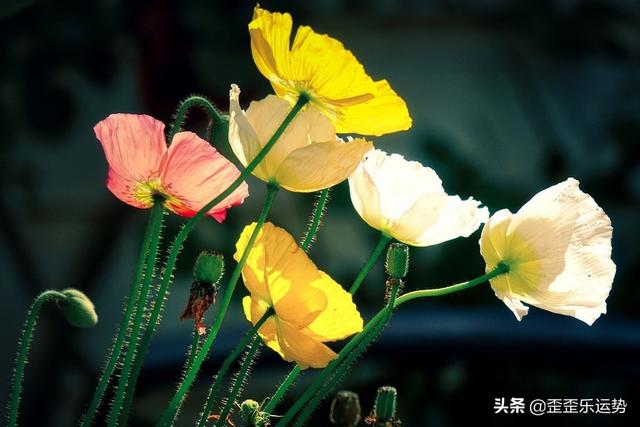 属虎白羊座2022运势3月份 属虎白羊座2022运势3月份