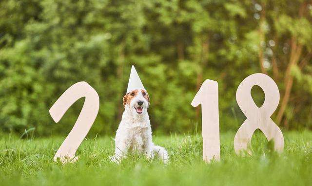 狗年出生的人2022年的运势