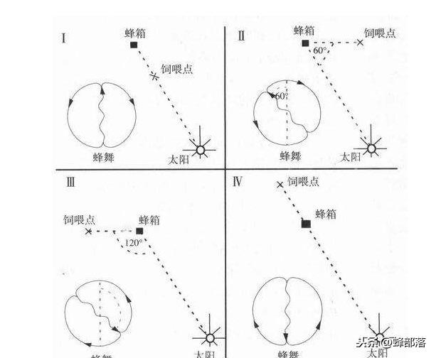 蜜蜂的八字舞属于什么信息 蜜蜂的八字舞属于什么信息
