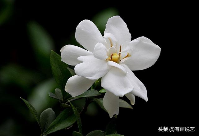 古代金蟾有八字寓意 古代金蟾有八字寓意