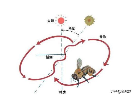 蜜蜂的八字舞属于什么信息 蜜蜂的八字舞属于什么信息
