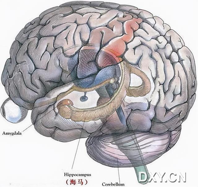 老年痴呆的八字特征 老年痴呆的八字特征