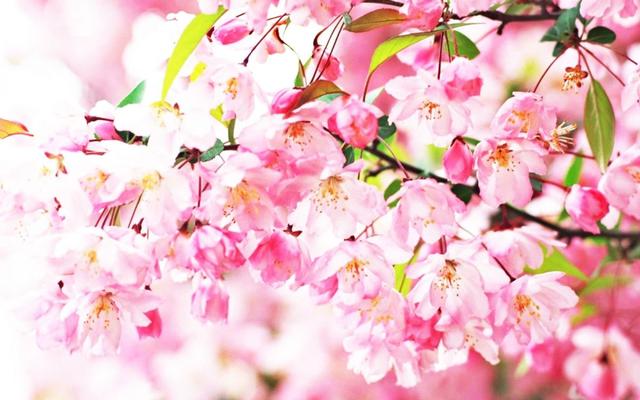八字在线算另一半生肖 八字在线算另一半生肖