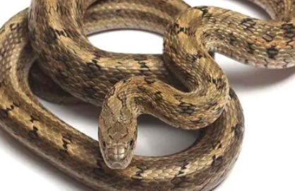 截屏2022-03-11 下午1.32.10.png