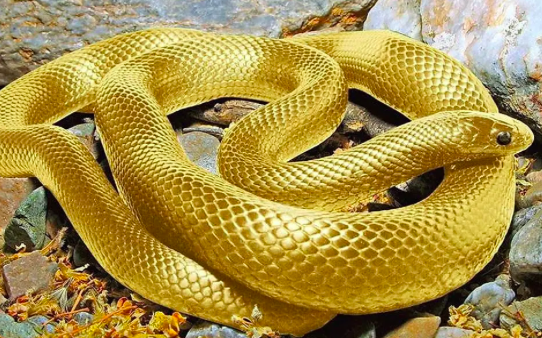 e68d6782f37cbeb5d342f326b654536c.png 截屏2022-06-07 10.30.05.png