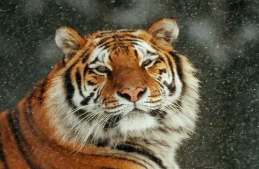 bd53b24709d2168ec3963b30ad14ac13.png 截屏2022-03-11 上午8.14.47.png