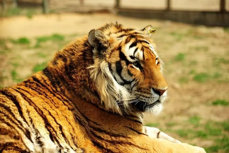 033411431c8772752a2f5d3b461cf7a0.jpg u=1405353488,2983897047&fm=253&fmt=auto&app=138&f=JPEG.webp.jpg