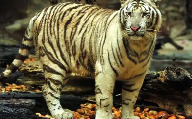 b0ccac7f6588175120f5326b88efc283.png 截屏2022-03-10 上午9.40.13.png