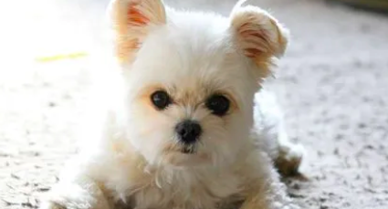 65b32de7da16f465e8be574ce9520b50.png 截屏2022-03-10 上午9.42.14.png