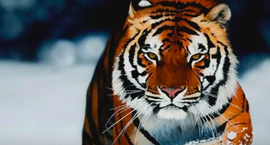 截屏2022-06-08 16.52.10.png